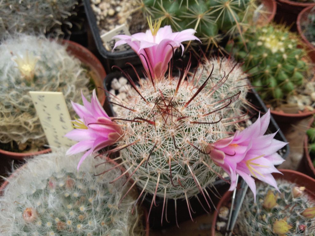 Mammillaria microarpa PC 61